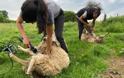 Appel aux éleveurs de moutons: tonte nomade 2025