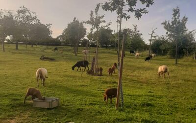 Cycle de formation « B.A.BA du mouton ».