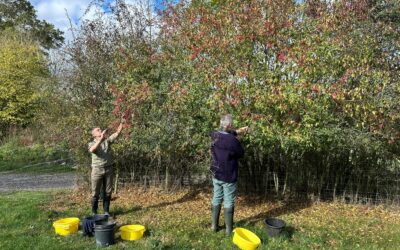 Clap de fin pour la saison 2025 de récolte de graines