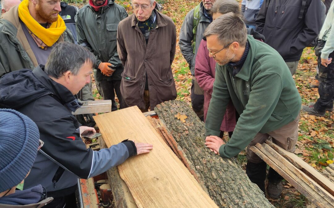 Valorisation des bois feuillus en forêt condruzienne