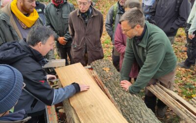 Valorisation des bois feuillus en forêt condruzienne