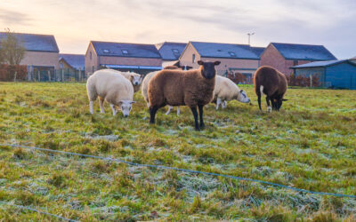 Des moutons tondus pour des éleveur·euse·s avisé·e·s 