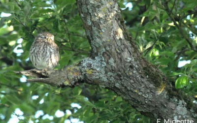 Projet Nichoirs – Restauration de vergers et renforcement de l’accueil de la petite faune 