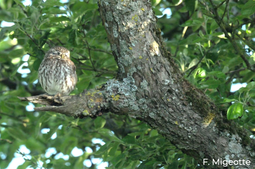 Projet Nichoirs – Restauration de vergers et renforcement de l’accueil de la petite faune 