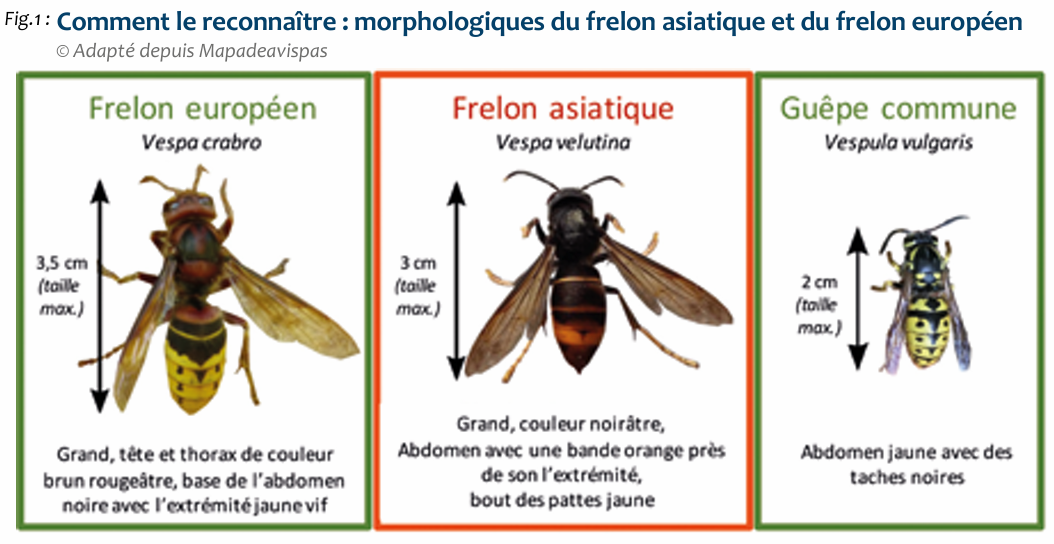  Comment le reconnaître : morphologiques du frelon asiatique et du frelon européen 