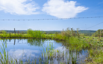 Préservation des zones humides
