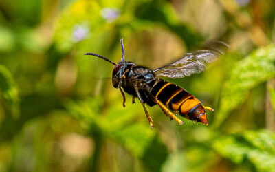 Le frelon asiatique : une mobilisation collective en Cœur de Condroz 