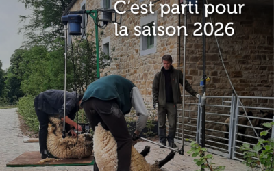 Reprise de la tonte nomade – La saison 2026 est lancée !