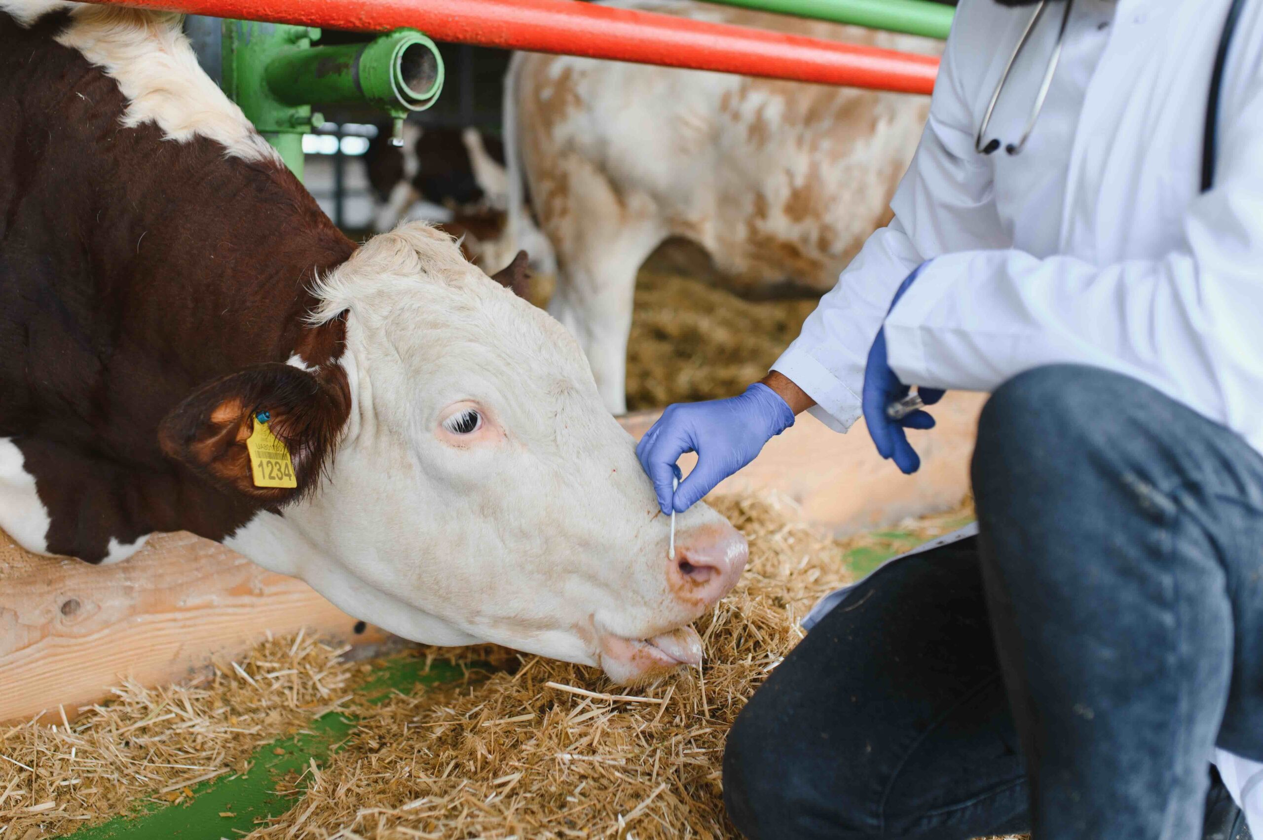 veterinarian-examining-cow-at-rural-farm-setting-2026-03-23-22-59-14-utc