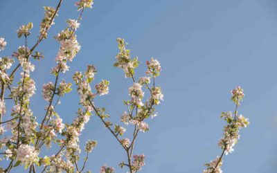 Arbres fruitiers : c’est le moment de se former !