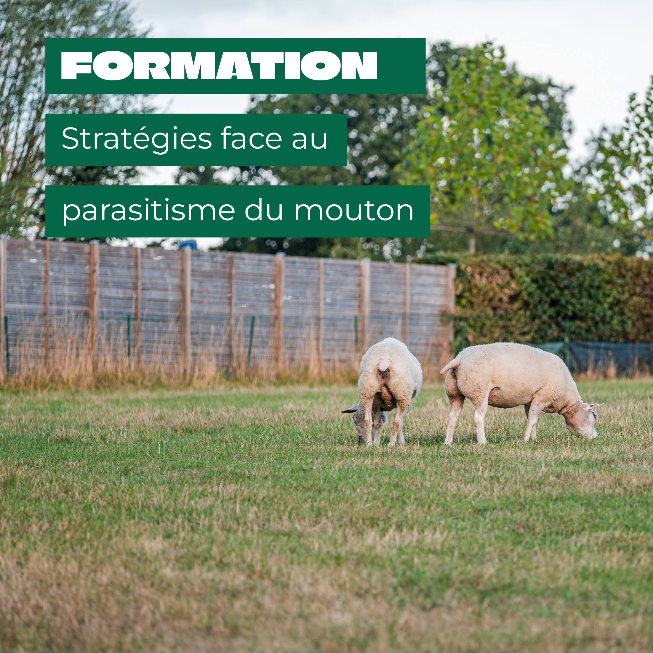 Parasites moutons