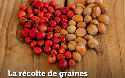 La saison de récolte de graines est lancée !